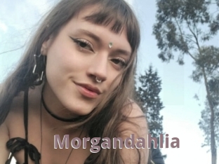 Morgandahlia
